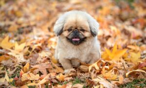 加齢臭をチェックする方法は何ですか？