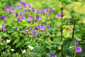 加齢臭に即効効果がある飲み物は何？